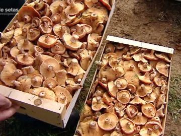 "Tr&aacute;fico de setas" en 'Equipo de investigaci&oacute;n'