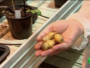 "Transg&eacute;nicos: la mala reputaci&oacute;n" en 'Equipo de investigaci&oacute;n'