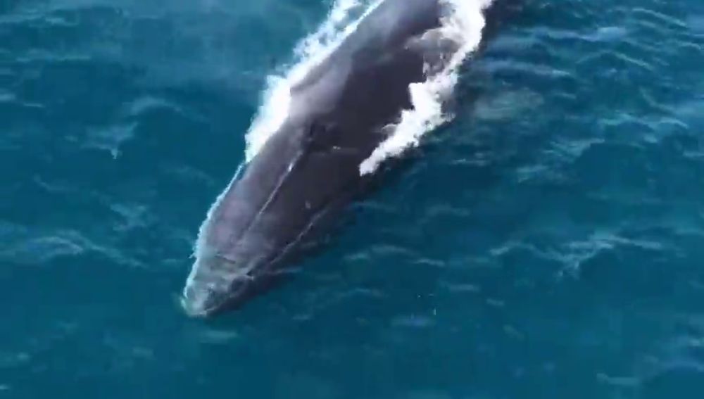 Graban a tres de ballenas en las aguas de Denia