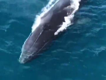 Graban a tres de ballenas en las aguas de Denia