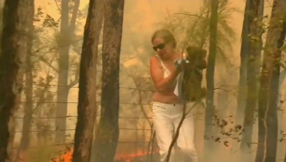 El desgarrador rescate de un koala en medio de las llamas por los incendios de Australia