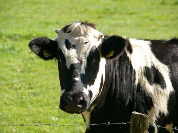Investigan si la leche inmune de vaca es eficaz frente al coronavirus