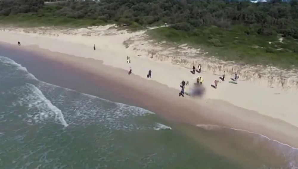 Un tiburón ataca a un surfista en Sidney