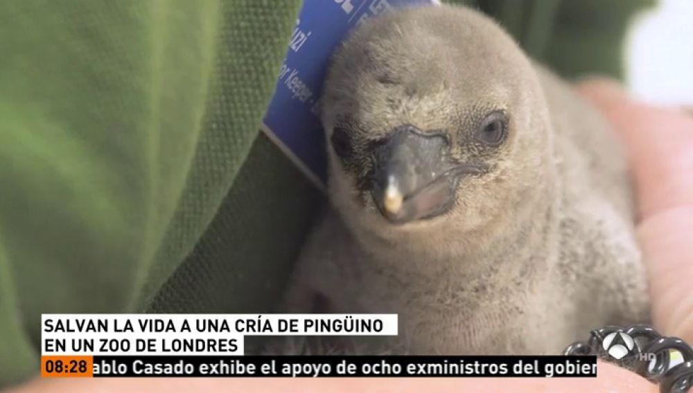 Salvan la vida de una cría de pingüino en un zoo de Londres