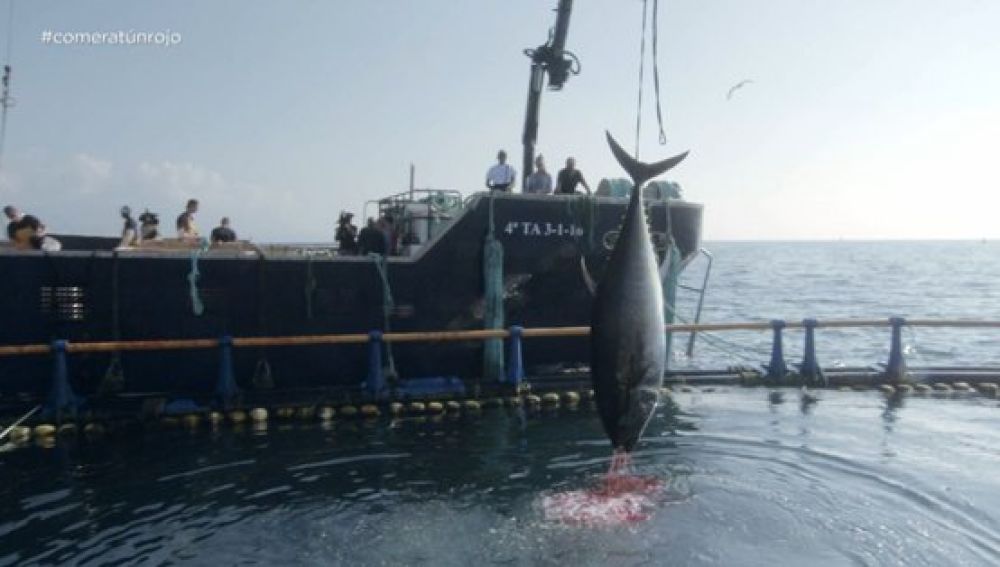Alberto Chicote pone al descubierto el fraude del atún rojo en ¿Te lo vas a comer?