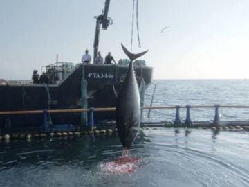 Alberto Chicote pone al descubierto el fraude del atún rojo en ¿Te lo vas a comer?