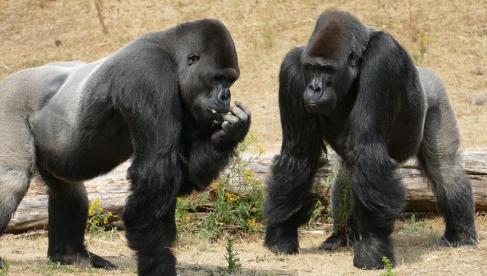 Foto de archivo de unos gorilas
