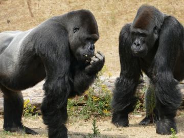 Foto de archivo de unos gorilas