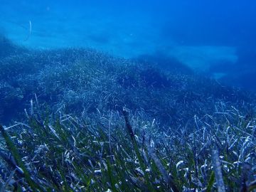 Las especies marinas podrian migrar al fondo para mantener la temperatura actual