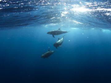 Delfines brillan por las olas bioluminiscentes